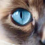 Como os gatos enxergam o mundo? Veja agora